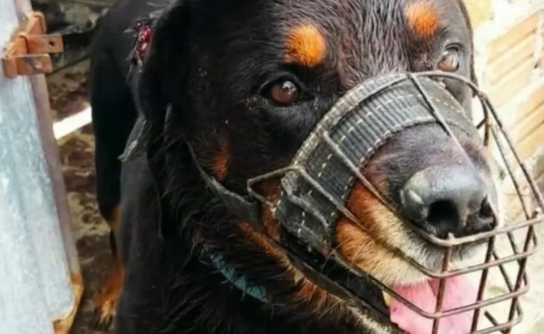 ataque cachorro criança Bahia