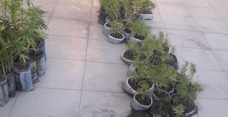 tres mil pés de maconha caetité