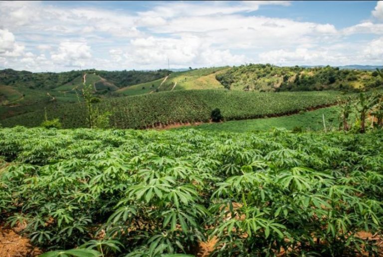 Agropecuária baiana teve impulso de 3,6% no quarto trimestre de 2022