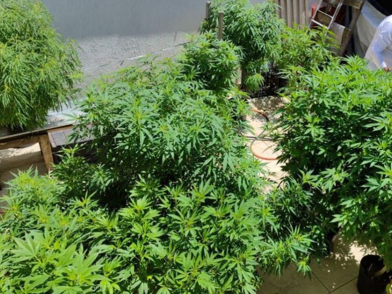 Venda nas farmácias de produtos à base de cannabis cresceu 342,3%