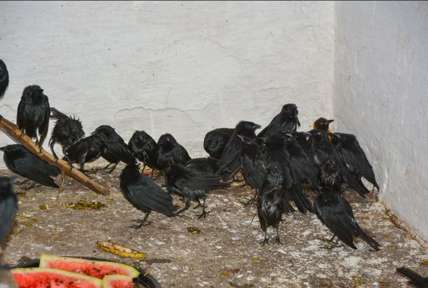 Cetas recebeu 307 pássaros silvestres apreendidos em Jequié