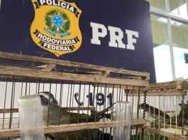 PRF - resgate de aves