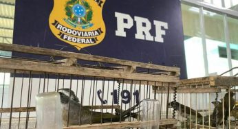 PRF voltou a resgatar pássaros transportados dentro de mochilas em Vitória da Conquista