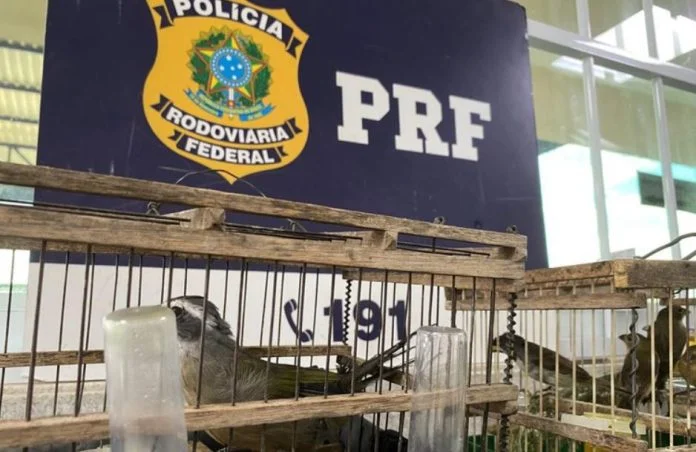 PRF - resgate de aves