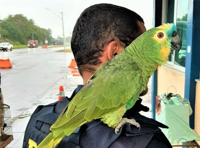 Papagaios transportados em caixa de papelão foram resgatados em Feira de Santana