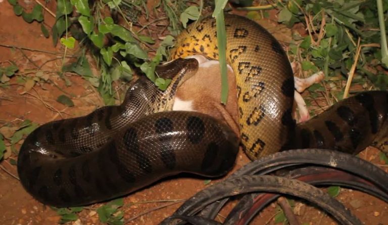 Morador registrou sucuri engolindo cachorro no MT