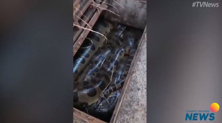 Sucuri gigante dentro de bueiro
