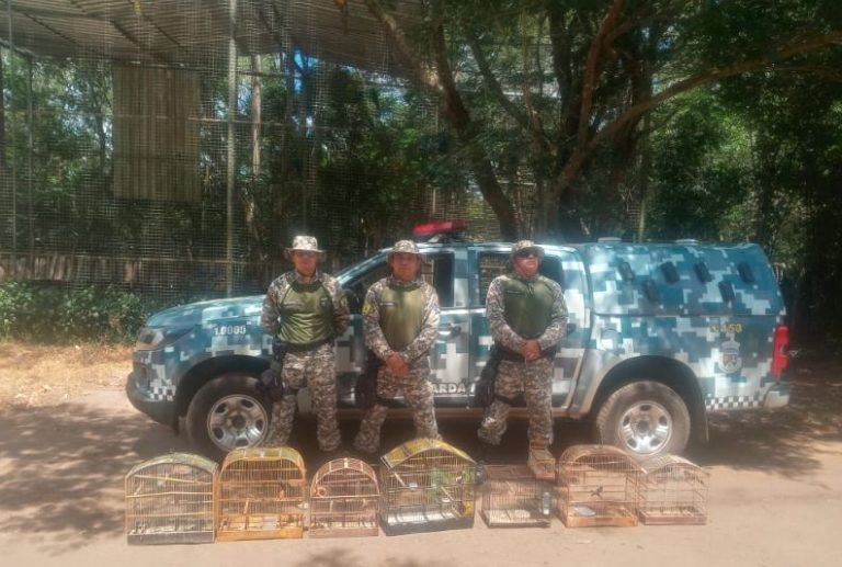 apreensão de aves silvestres vitória da conquista