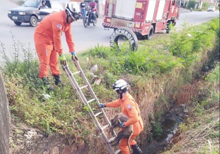 Cachorro foi resgatado de dentro de canal de esgoto em Barreiras