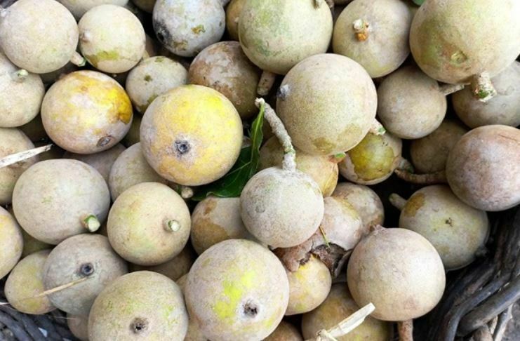 Cientistas produzem corante natural raro a partir de jenipapo e mandioca na Bahia