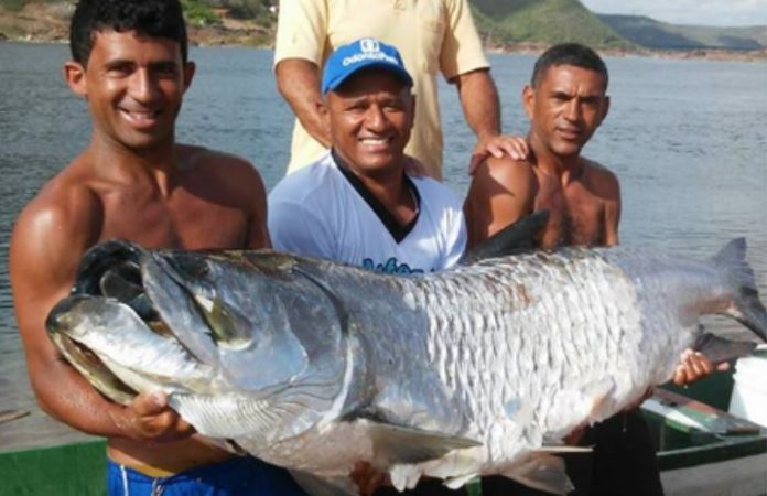 peixe dois camurupim 2 metros rio são Francisco