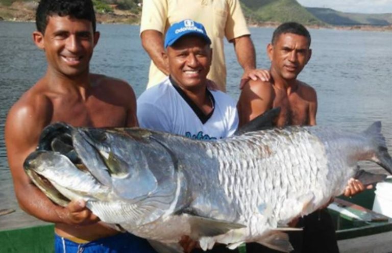 peixe dois camurupim 2 metros rio são Francisco