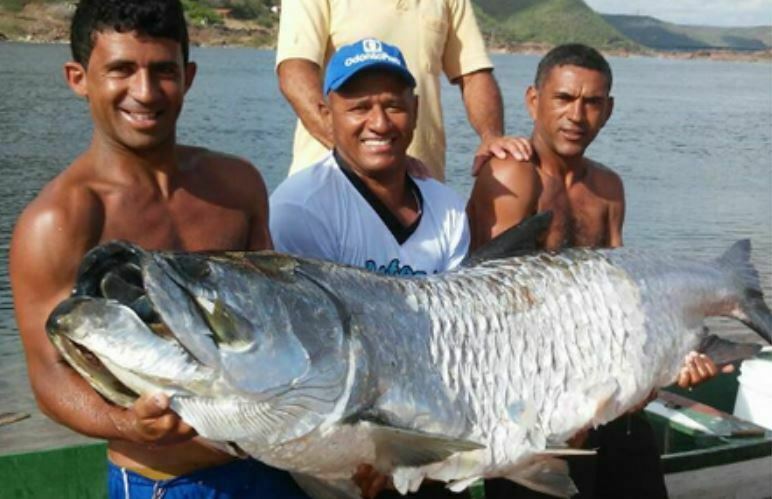 Peixe com mais de dois metros foi capturado por pescador no rio São Francisco