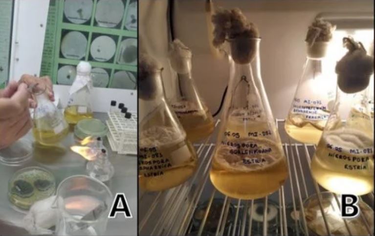 Pesquisadores desenvolvem projeto para identificar novos fungos na Bahia