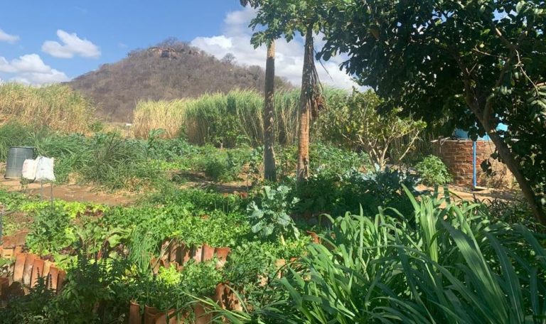 IF Baiano abre inscrições para VII Seminário de Agroecologia e Produção Orgânica em Guanambi