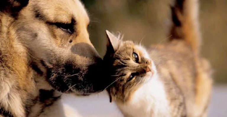 Feira de Adoção Pet - Vitória da Conquista