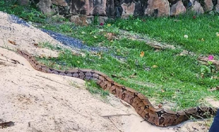 Jiboia de dois metros foi encontrada em avenida de Barreiras