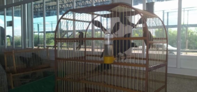 PRF apreendeu 24 aves silvestres em ônibus na BR 116, em Vitória da Conquista
