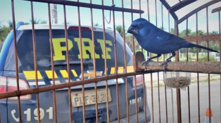 Pássaros nativos da fauna brasileira foram resgatados em Jequié