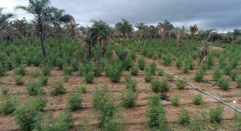 Plantação com 32 mil pés de maconha foi erradicada no interior da Bahia