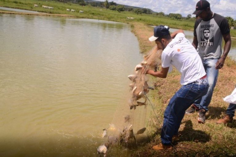 Barreiras se destacou como segundo maior produtor de peixes da Bahia