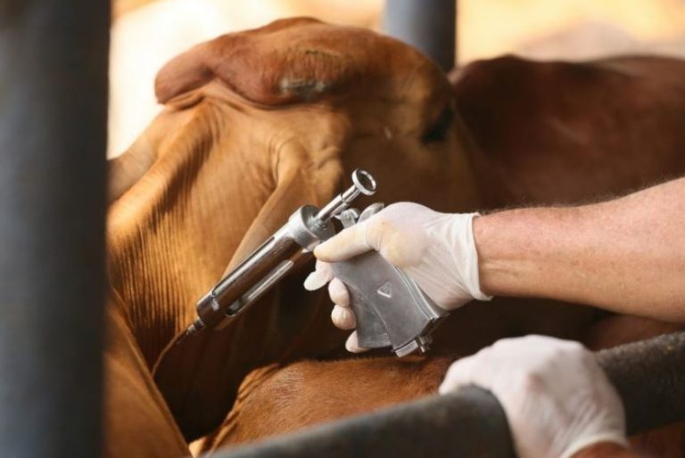 Campanha de Vacinação contra Febre Aftosa encerra nesta quarta
