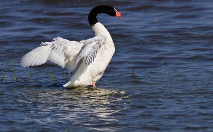 Cisnei de pescoço preto influenza aviária em aves silvestres