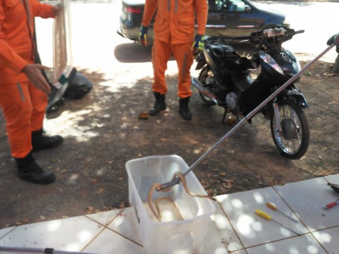 Bombeiros resgatam serpente escondida no interior de moto em Luís Eduardo Magalhães