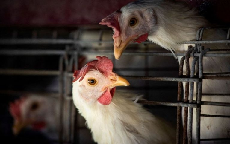Gripe aviária leva Brasil a decretar emergência zoossanitária