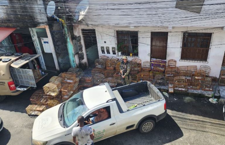 Mais de 100 aves foram resgatadas em Salvador