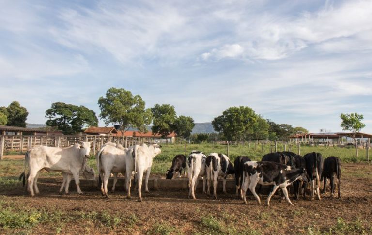 Mestrado Produção Animal - UFMG