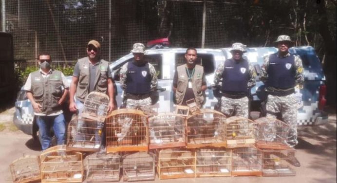 Operação resgatou 20 pássaros silvestres em bairros de Vitória da Conquista