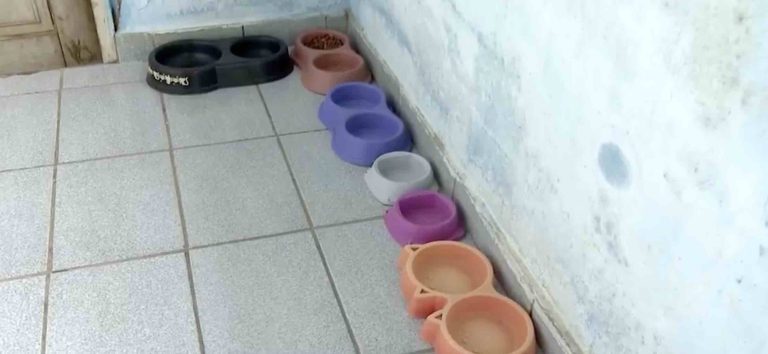 Mulher procurou a polícia em Vitória da Conquista após encontrar onze de seus gatos mortos em casa