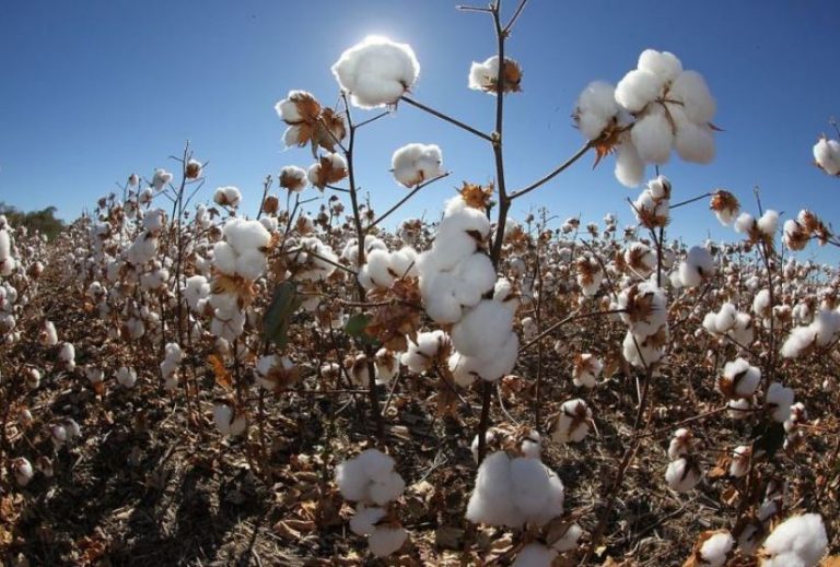 Agronegócio representa 19,6% da economia baiana no 1º trimestre de 2023