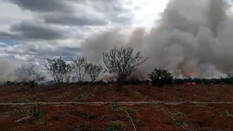 Mais de 13 mil pés de maconha foram erradicados pela PF e PM na Bahia