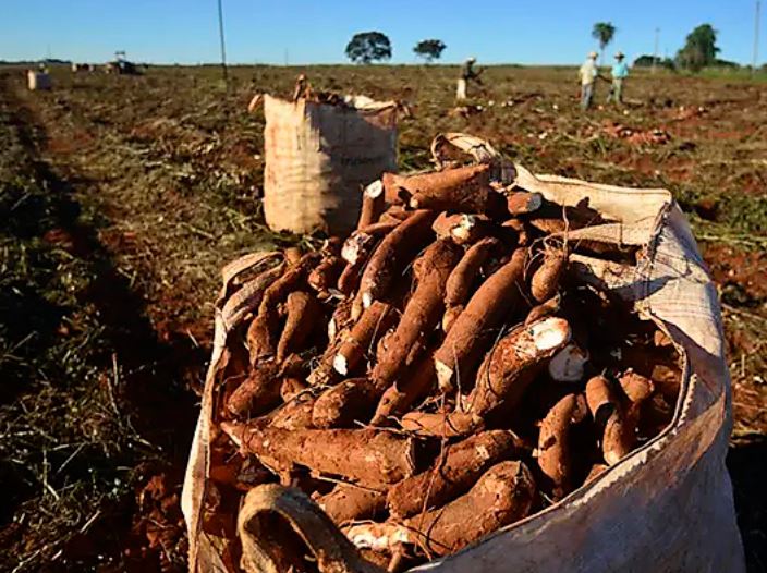 Pesquisa desenvolvida na Uesb aponta melhor período de colheita e manejo da mandioca em Vitória da Conquista