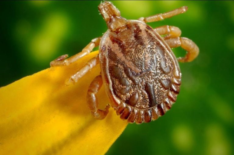 Quarta morte por febre maculosa foi confirmada no Brasil