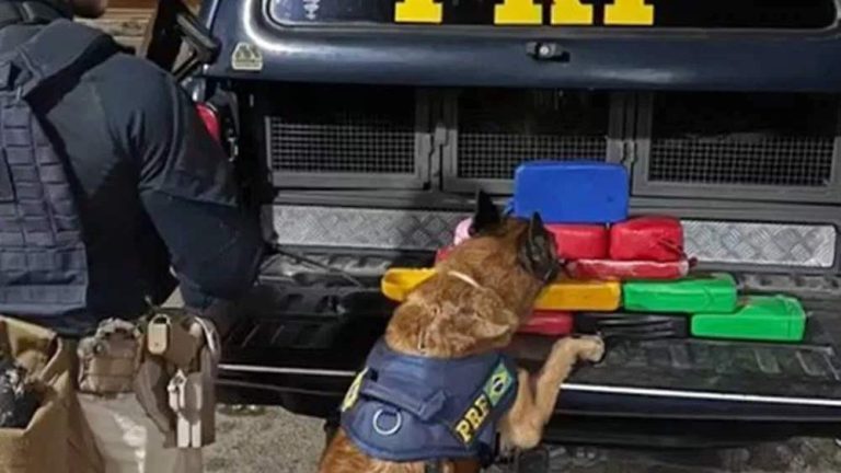 Com auxílio de cães farejadores, PRF apreendeu 15 quilos de cocaína em Feira de Santana