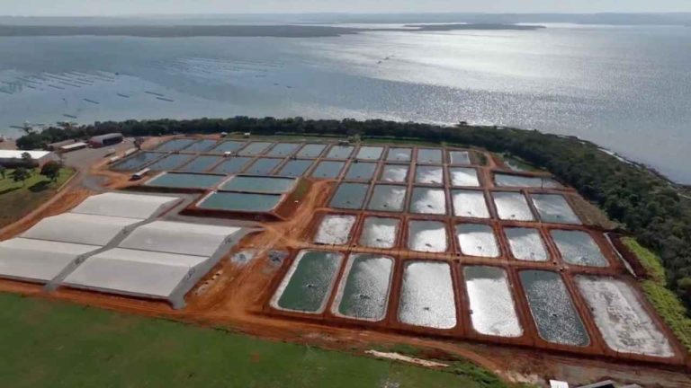 Criacao de tilapia rio sao francisco