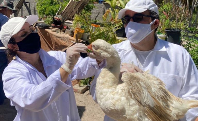Inema divulga orientações sobre Influenza Aviária para animais silvestres