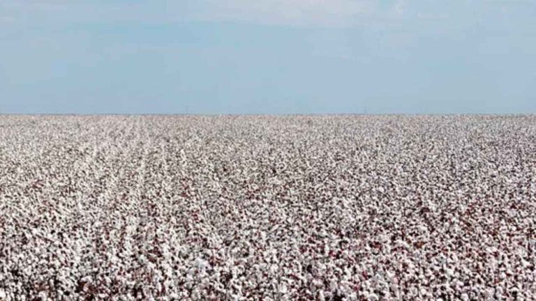 Inpi reconhece Região no Nordeste como centro produtor de algodão agroecológico