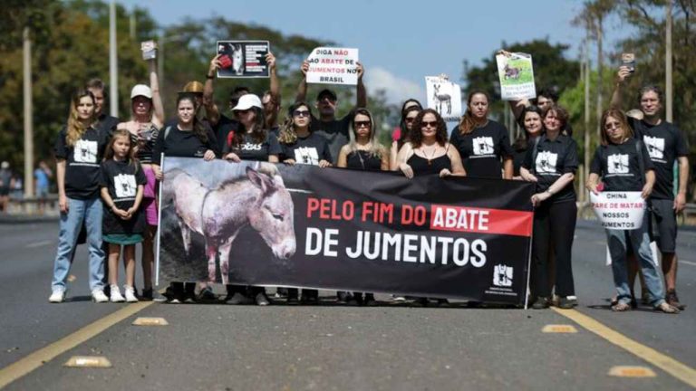 abate de jumentos bahia