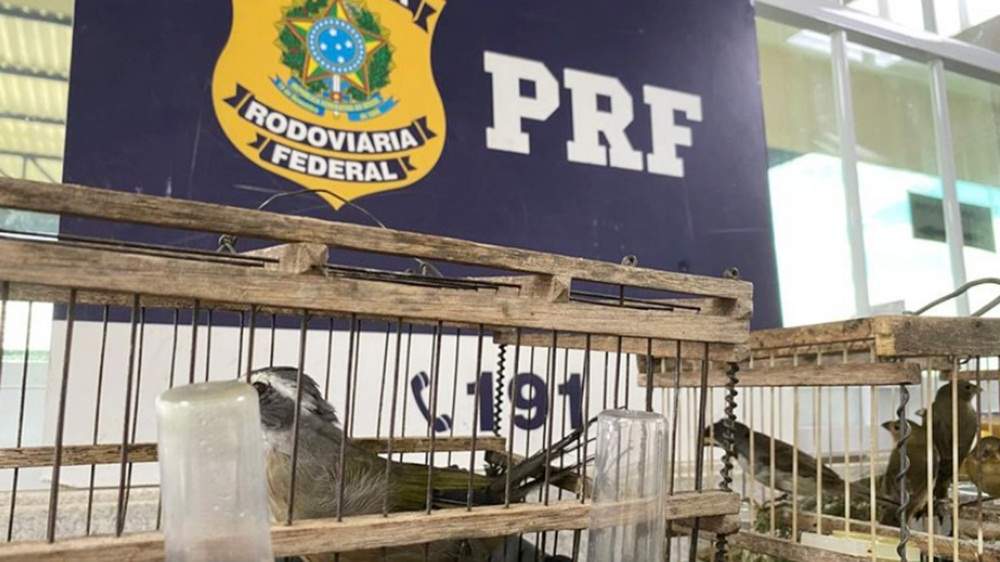 PRF realiza novos flagrantes de transporte ilegal de animais silvestres em Vitória da Conquista