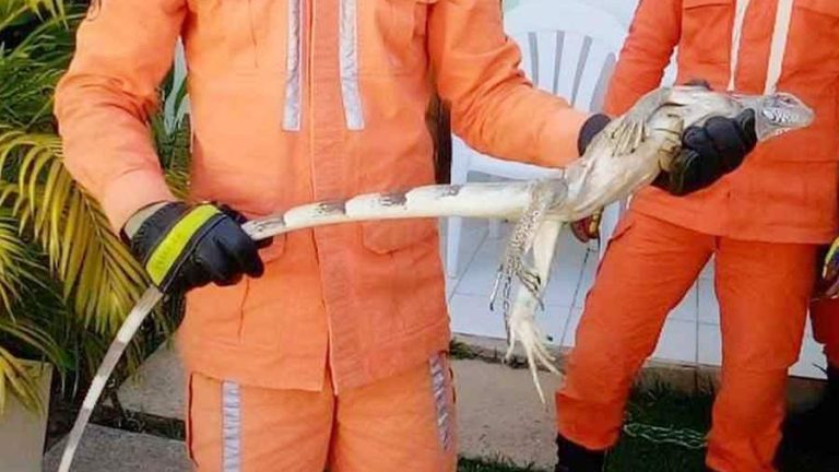 Bombeiros resgataram iguana de 1,5 metro dentro de residência em Barreiras