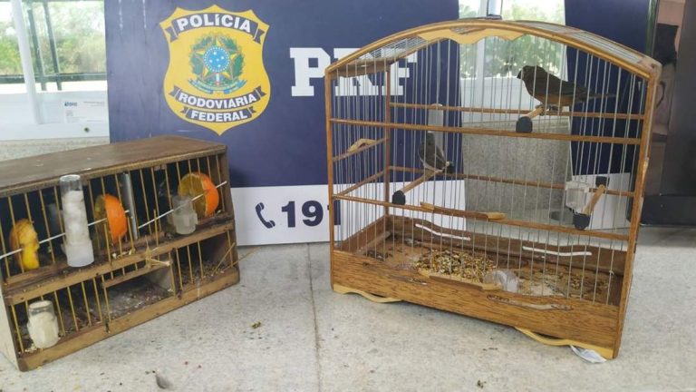 PRF resgatou pássaros silvestres transportados ilegalmente em Vitória da Conquista