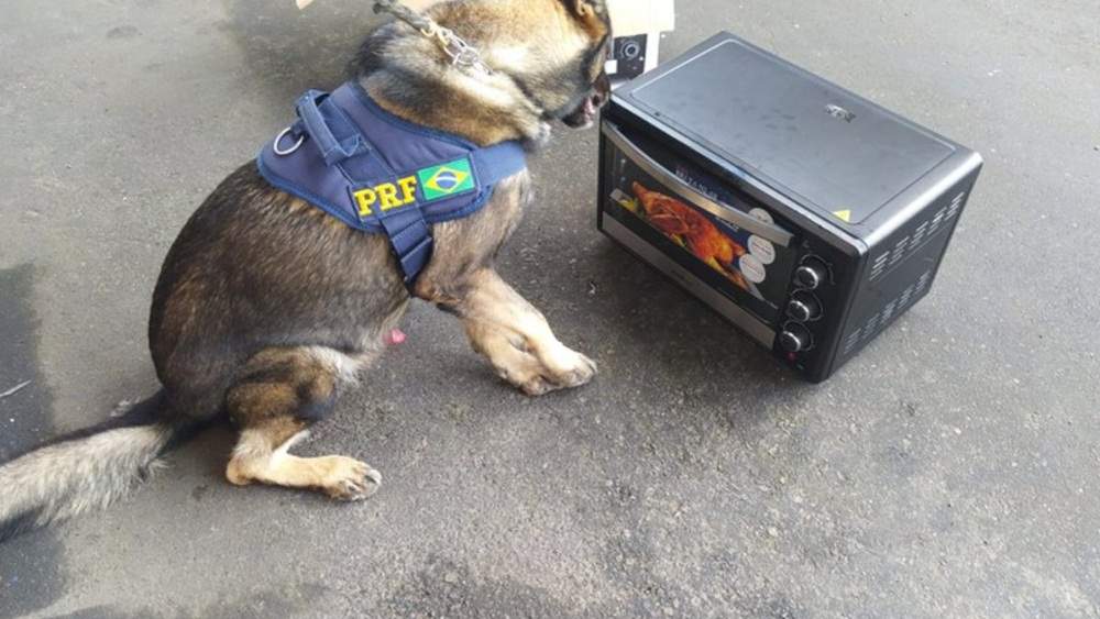 Cães farejadores encontraram cocaína escondida dentro de forno elétrico em Vitória da Conquista
