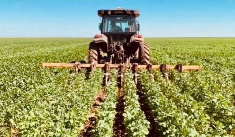Empresa baiana produz 37% de toda Quinoa consumida no Brasil