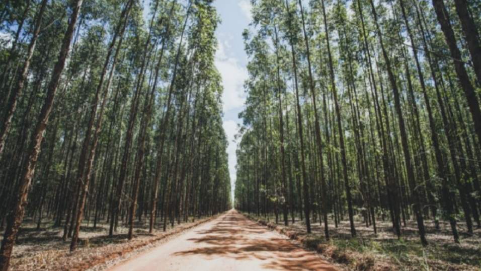 MPF aciona a justiça para proteger territórios tradicionais do avanço das plantações de eucalipto no Sul da Bahia