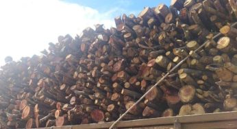 Inema e Cippa intensificam fiscalização contra desmatamento ilegal na Chapada Diamantina