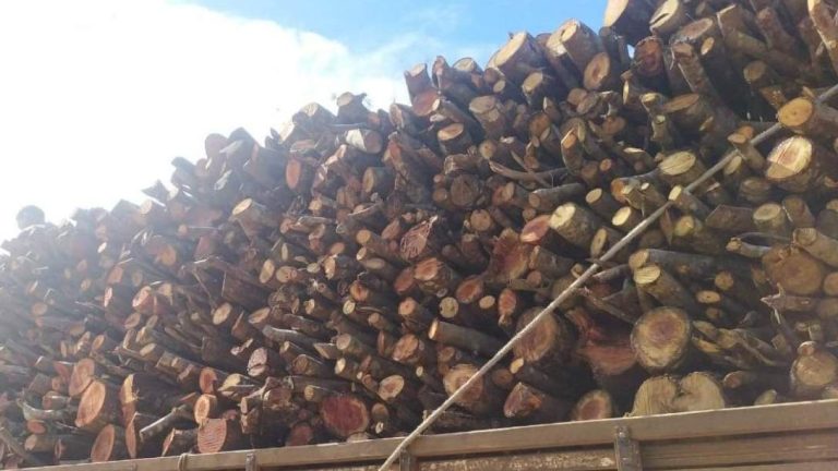 Inema e Cippa intensificam fiscalização contra desmatamento ilegal na Chapada Diamantina